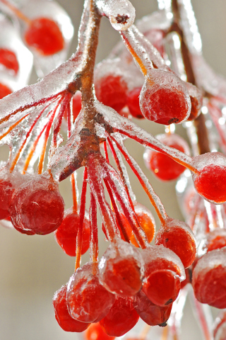 Sfondi Berries In Ice 320x480