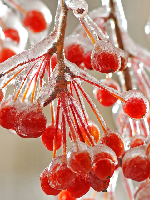 Berries In Ice wallpaper 480x640