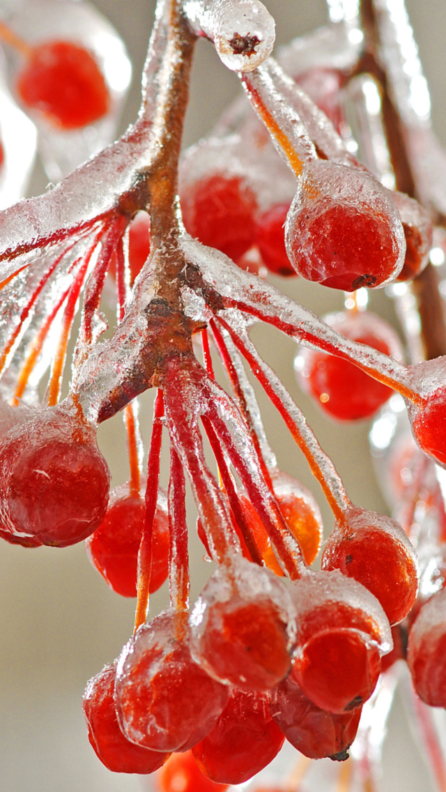 Sfondi Berries In Ice 640x1136
