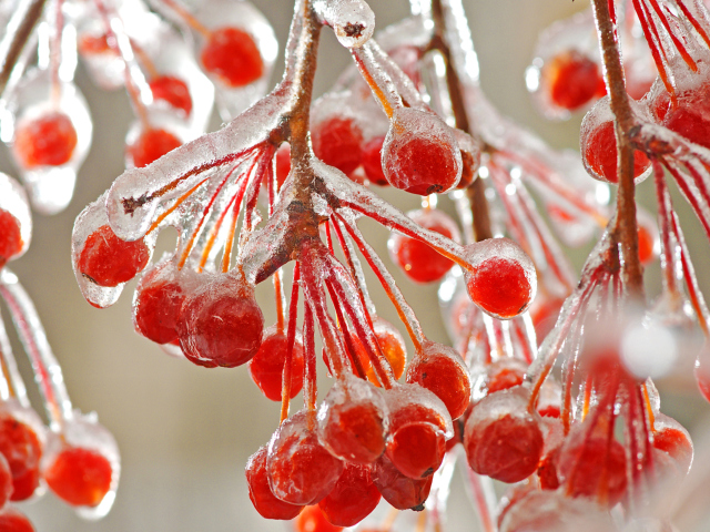 Sfondi Berries In Ice 640x480
