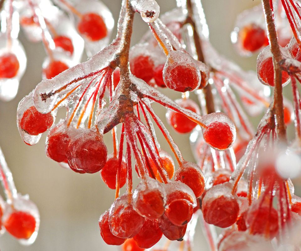 Обои Berries In Ice 960x800