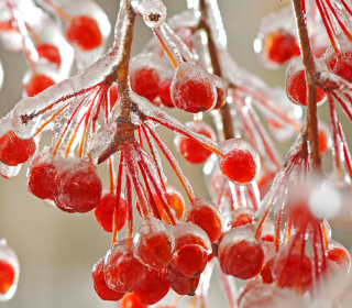 Kostenloses Berries In Ice Wallpaper für 2048x2048