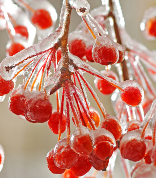 Berries In Ice - Obrázkek zdarma pro 640x960