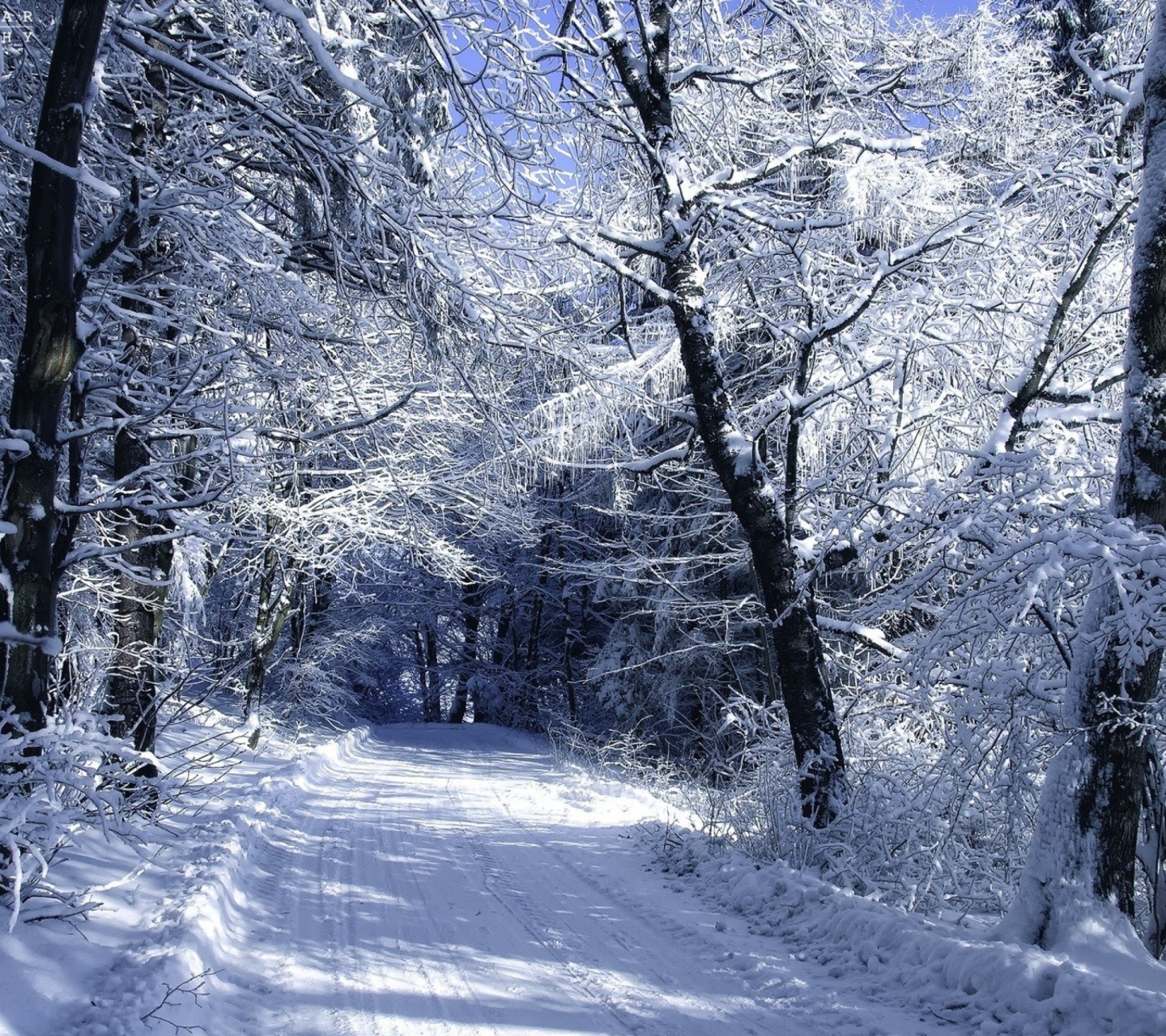 Das Winter Road in Snow Wallpaper 1440x1280