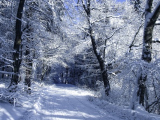 Winter Road in Snow wallpaper 320x240