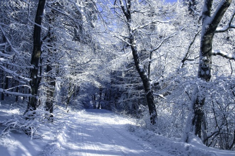 Das Winter Road in Snow Wallpaper 480x320