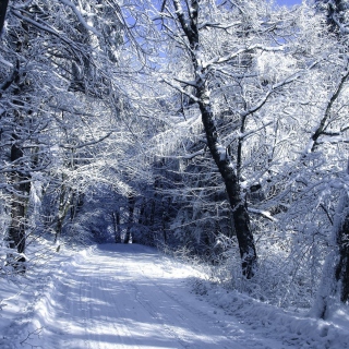 Kostenloses Winter Road in Snow Wallpaper für iPad mini 2