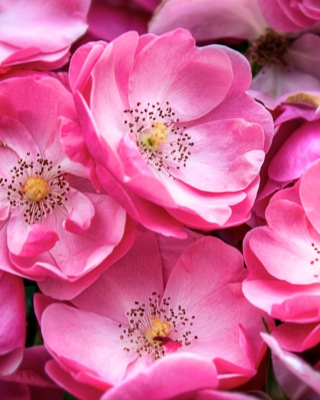 Beautiful Wild Roses - Fondos de pantalla gratis para Nokia Asha 311