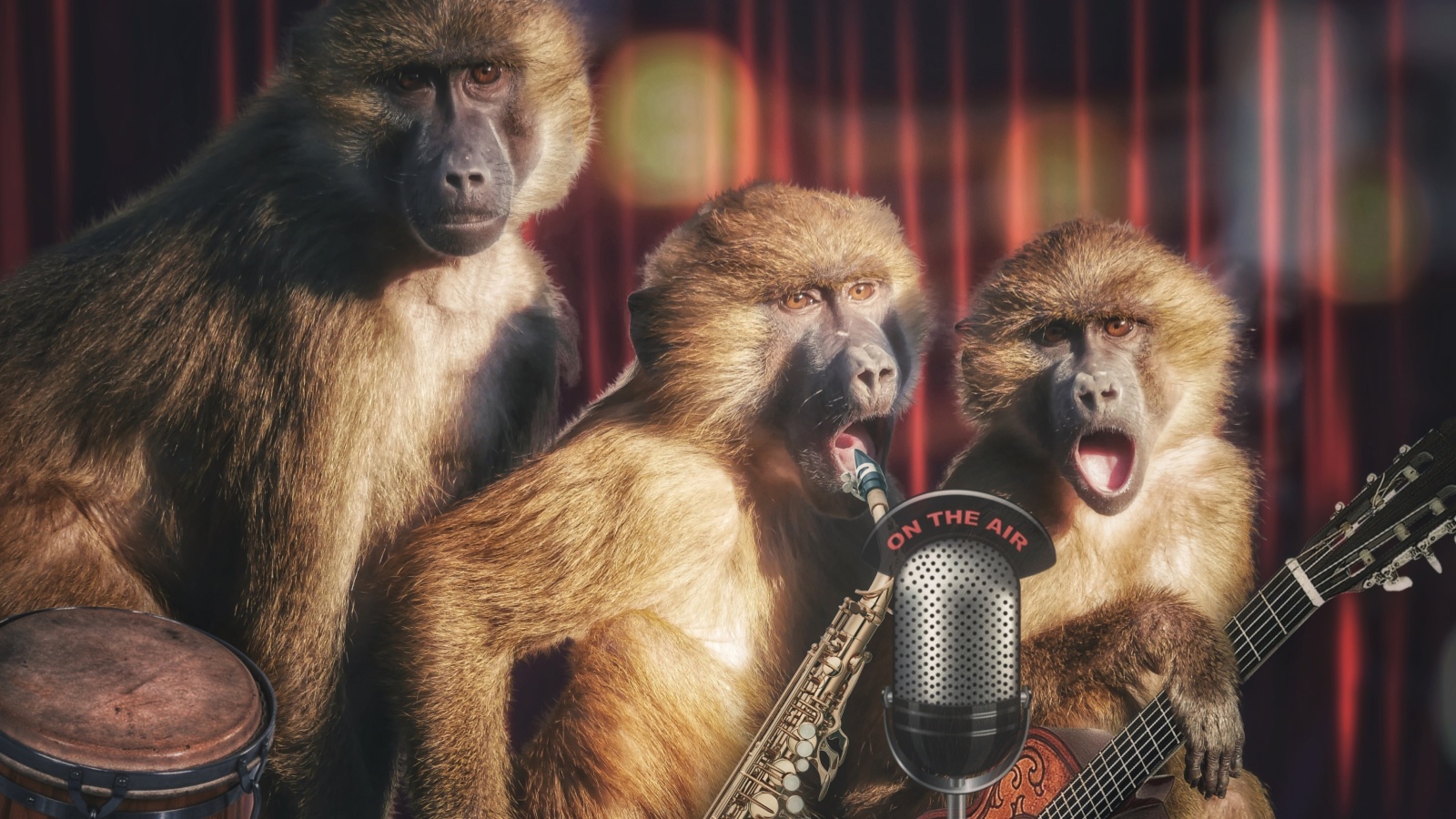 Fondo de pantalla Monkey Concert 1600x900