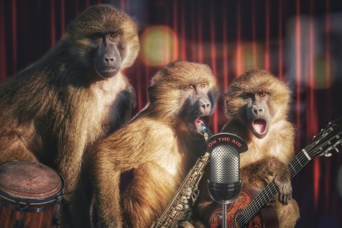 Sfondi Monkey Concert 480x320