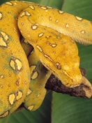 Sfondi Yellow Snake 132x176