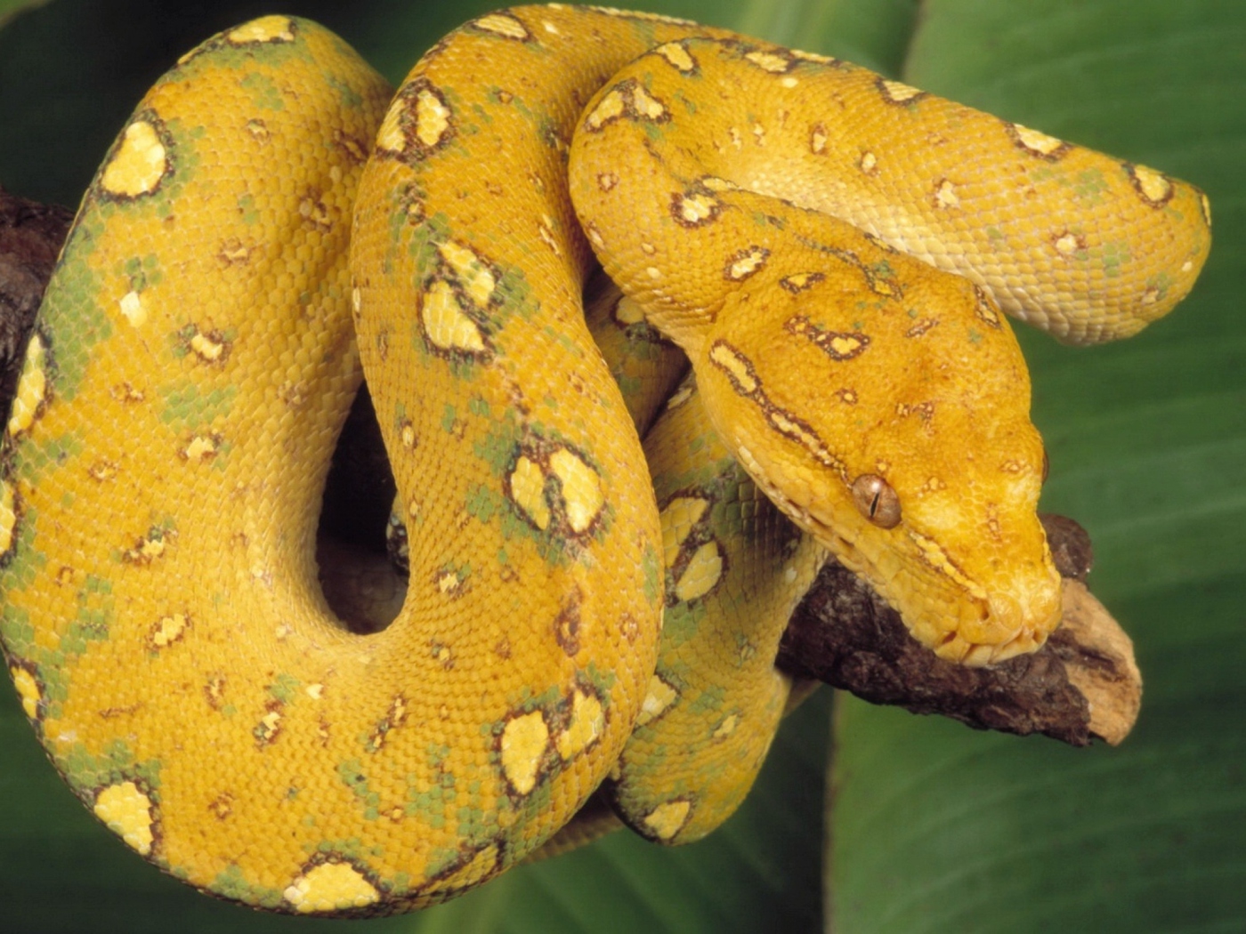 Fondo de pantalla Yellow Snake 1400x1050