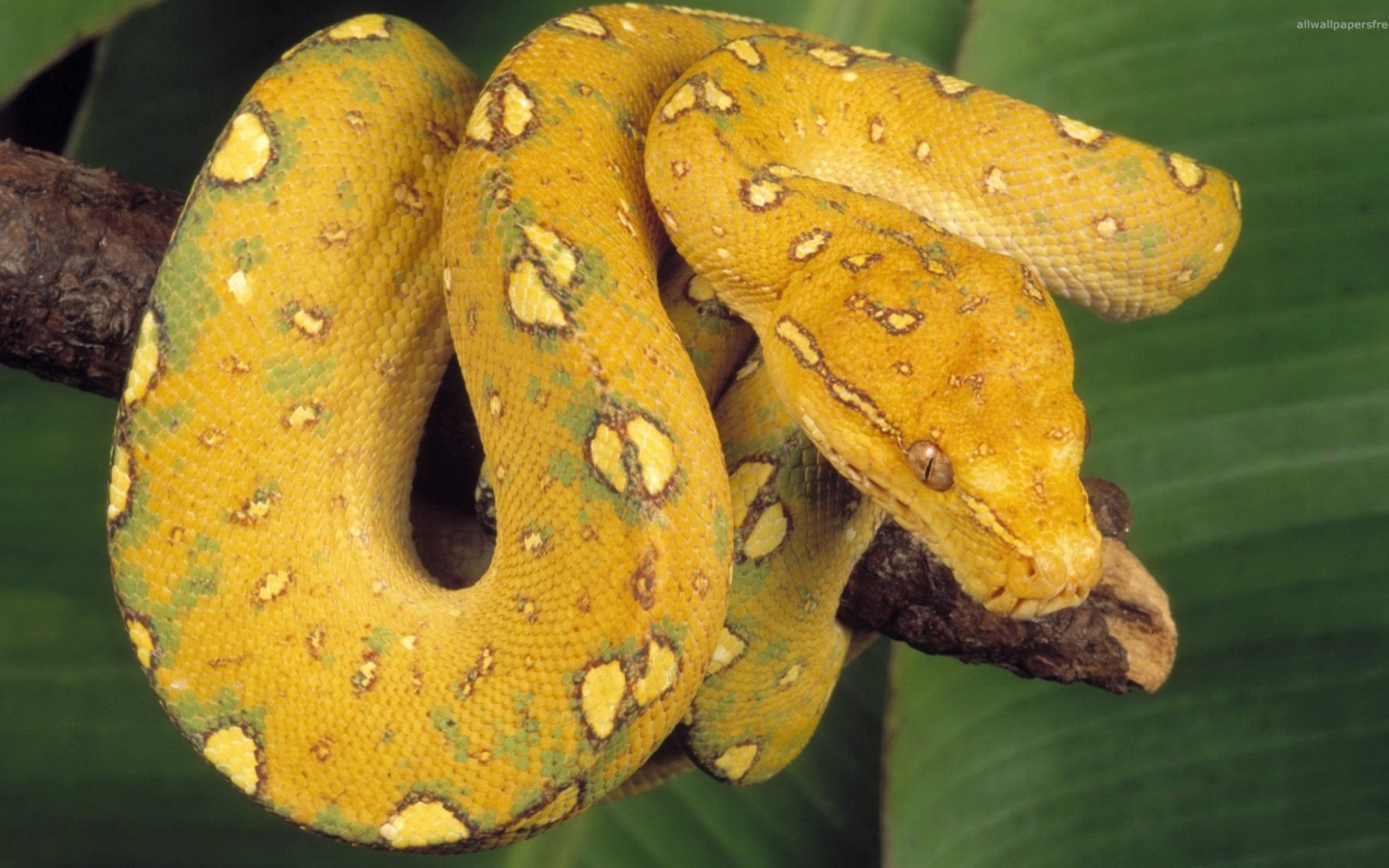 Fondo de pantalla Yellow Snake 1440x900