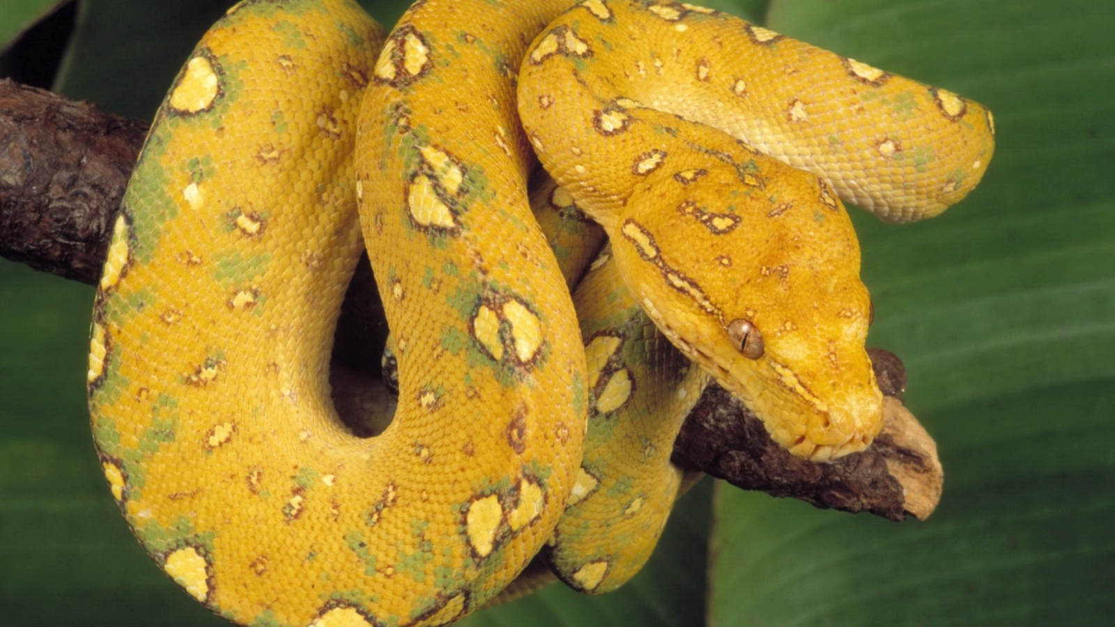 Yellow Snake wallpaper 1600x900