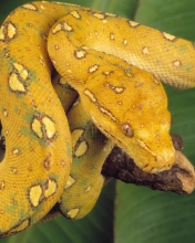 Yellow Snake wallpaper 176x220