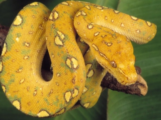 Yellow Snake wallpaper 320x240