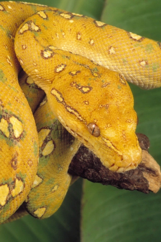 Yellow Snake wallpaper 640x960