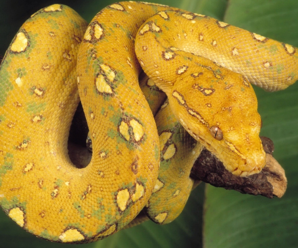 Обои Yellow Snake 960x800