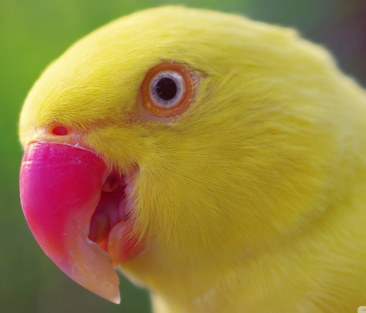 Sfondi Yellow Parrot- 1200x1024