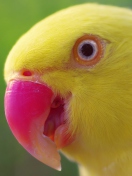 Обои Yellow Parrot- 132x176