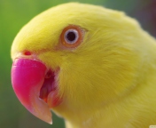 Fondo de pantalla Yellow Parrot- 176x144