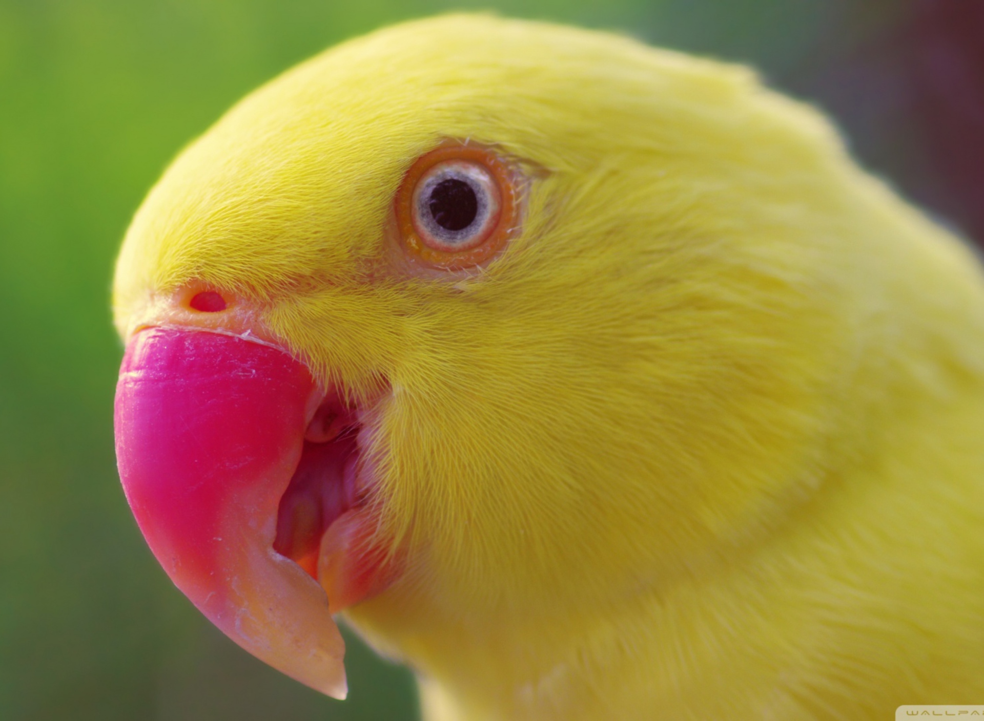 Sfondi Yellow Parrot- 1920x1408