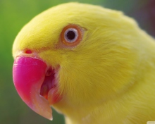 Fondo de pantalla Yellow Parrot- 220x176
