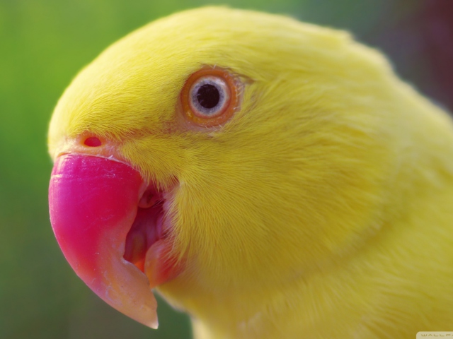 Sfondi Yellow Parrot- 640x480