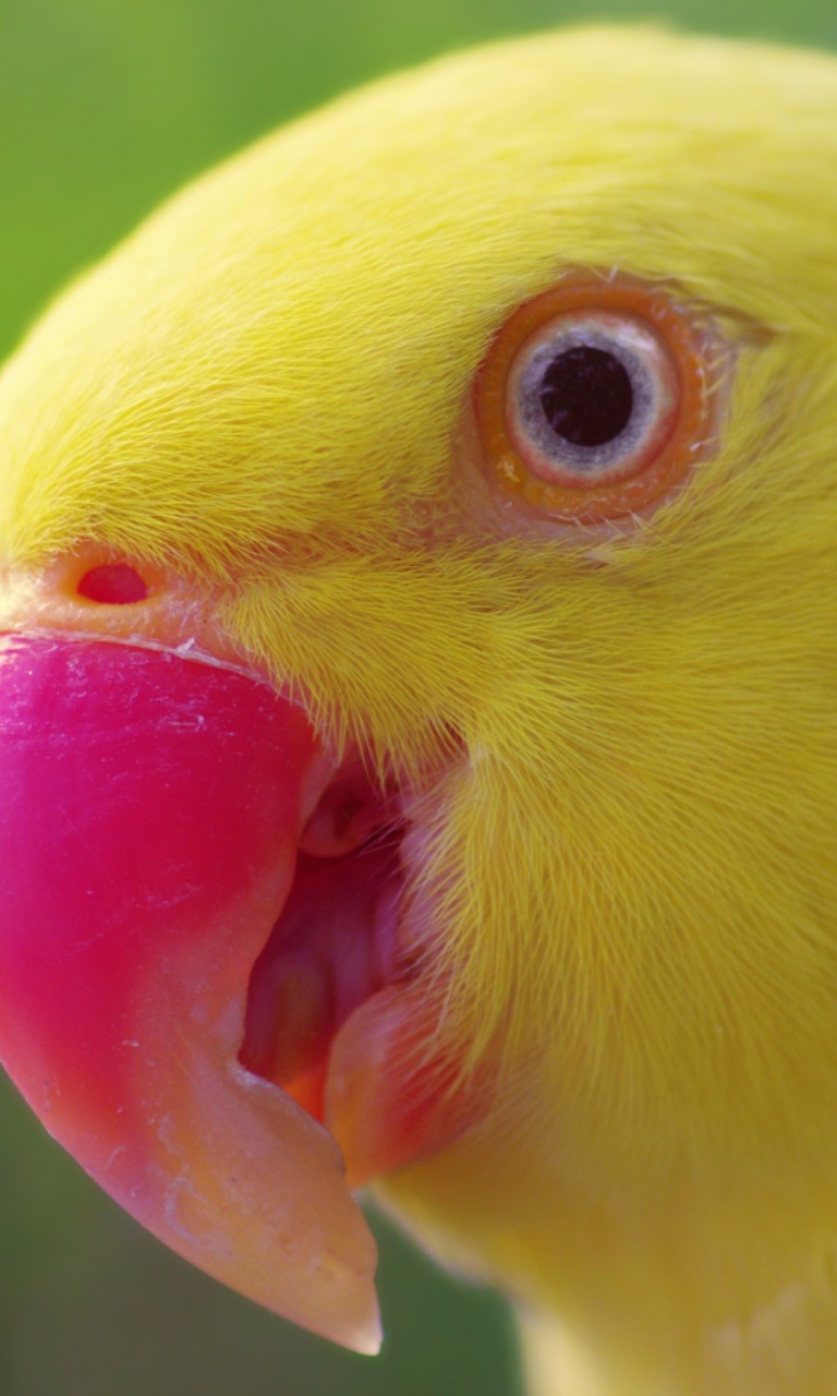 Yellow Parrot- wallpaper 768x1280