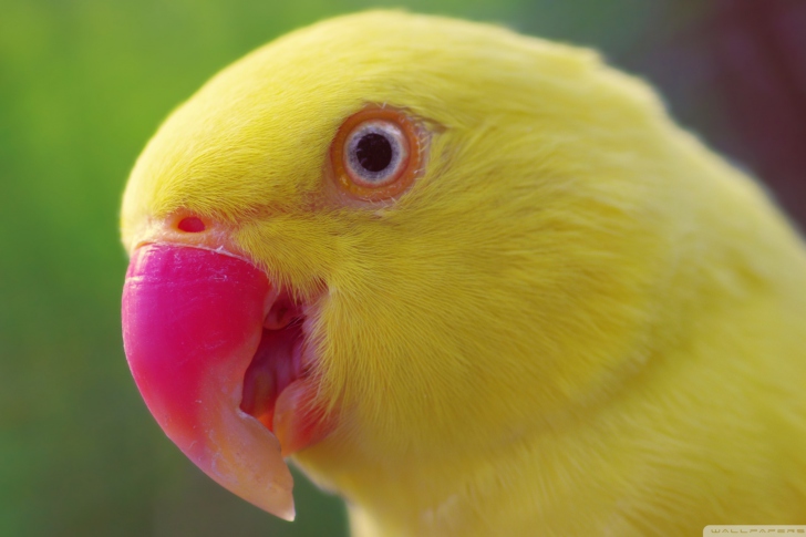 Обои Yellow Parrot-
