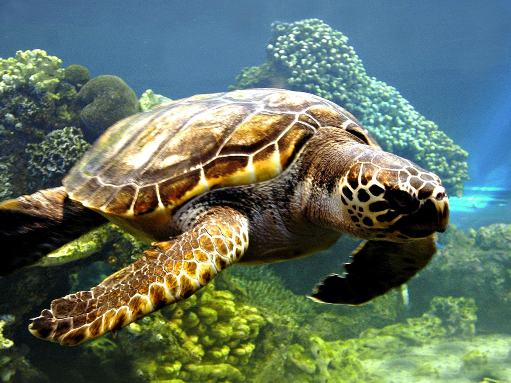 Обои Turtle Snorkeling in Akumal, Mexico 1024x768