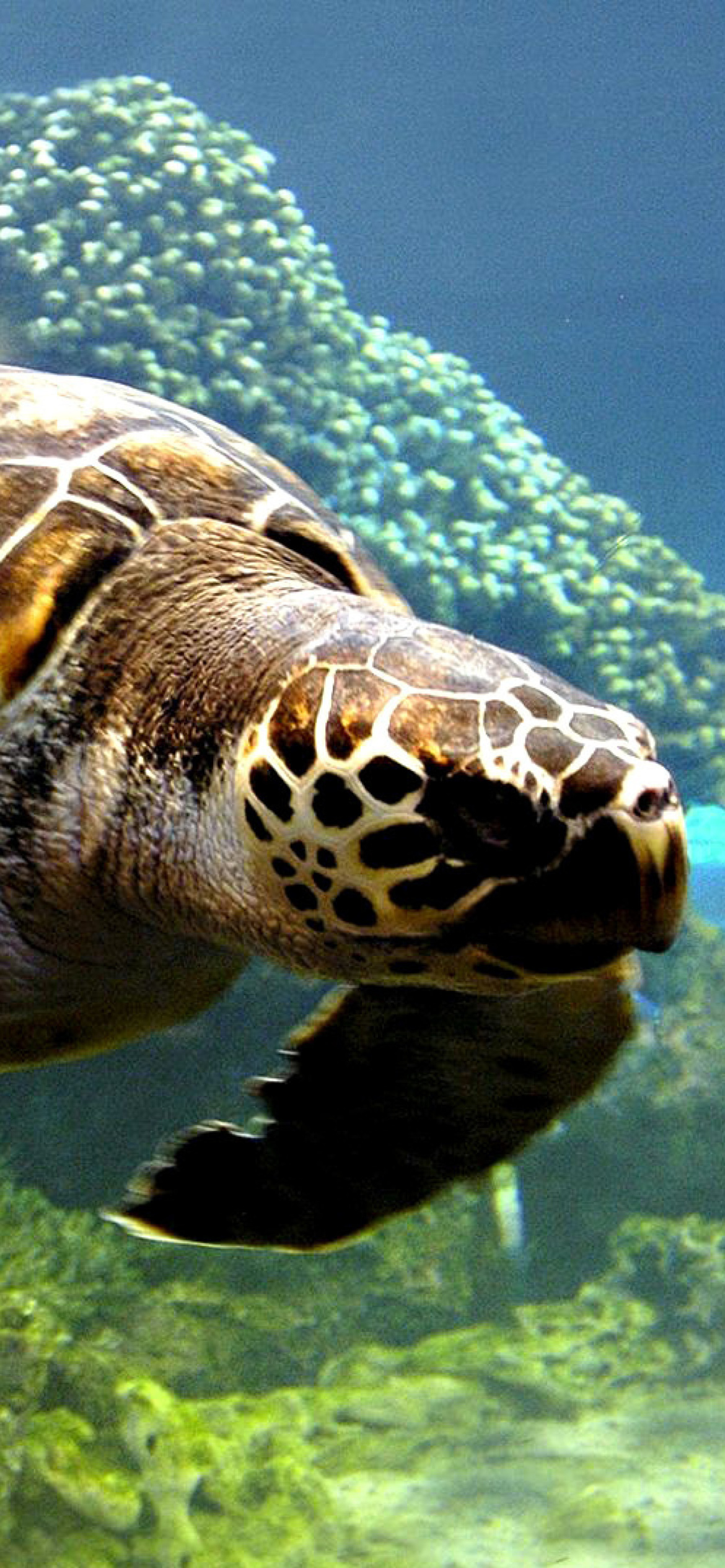 Screenshot №1 pro téma Turtle Snorkeling in Akumal, Mexico 1170x2532