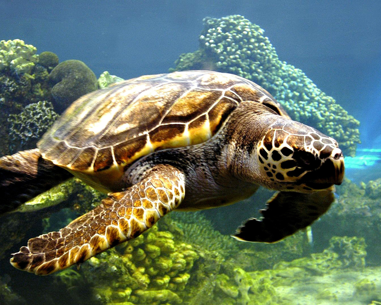 Обои Turtle Snorkeling in Akumal, Mexico 1280x1024