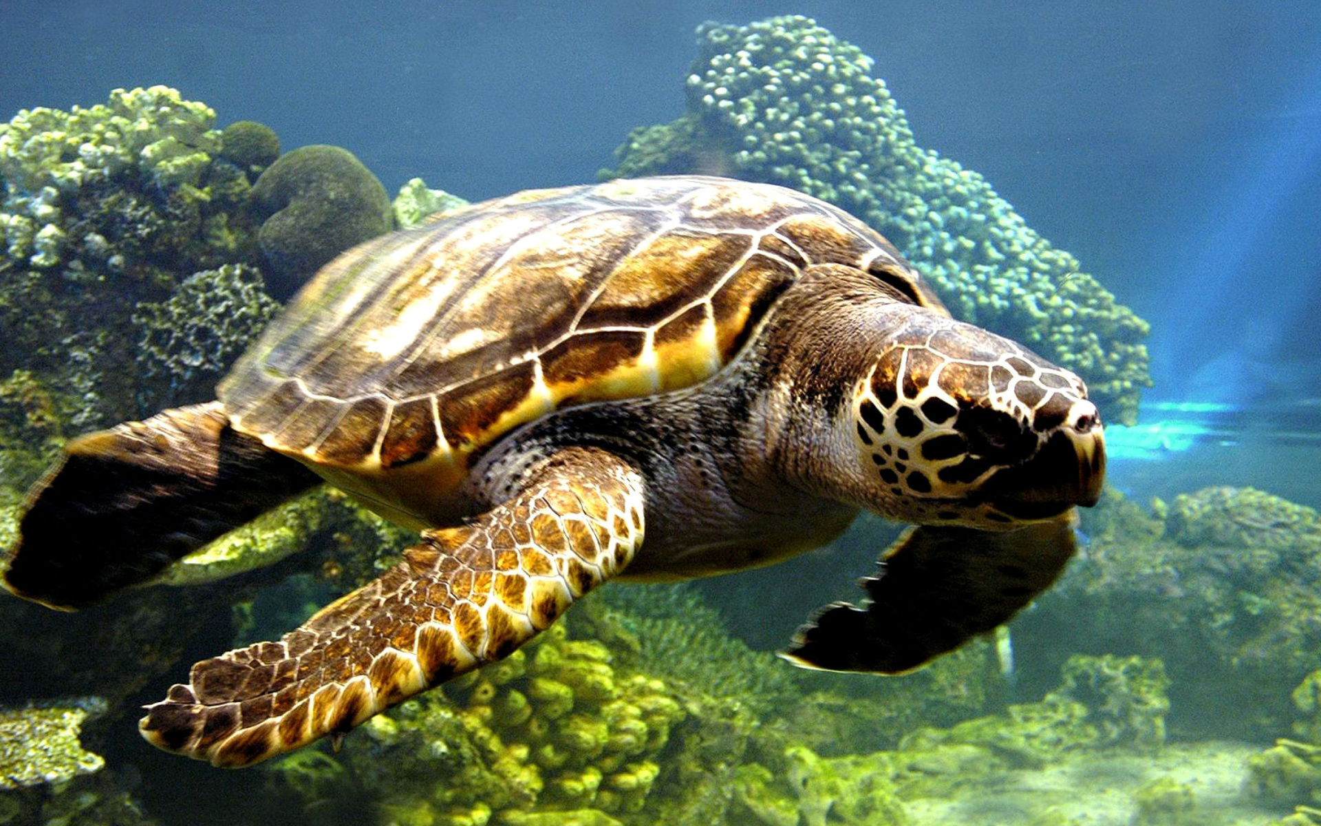 Das Turtle Snorkeling in Akumal, Mexico Wallpaper 1920x1200