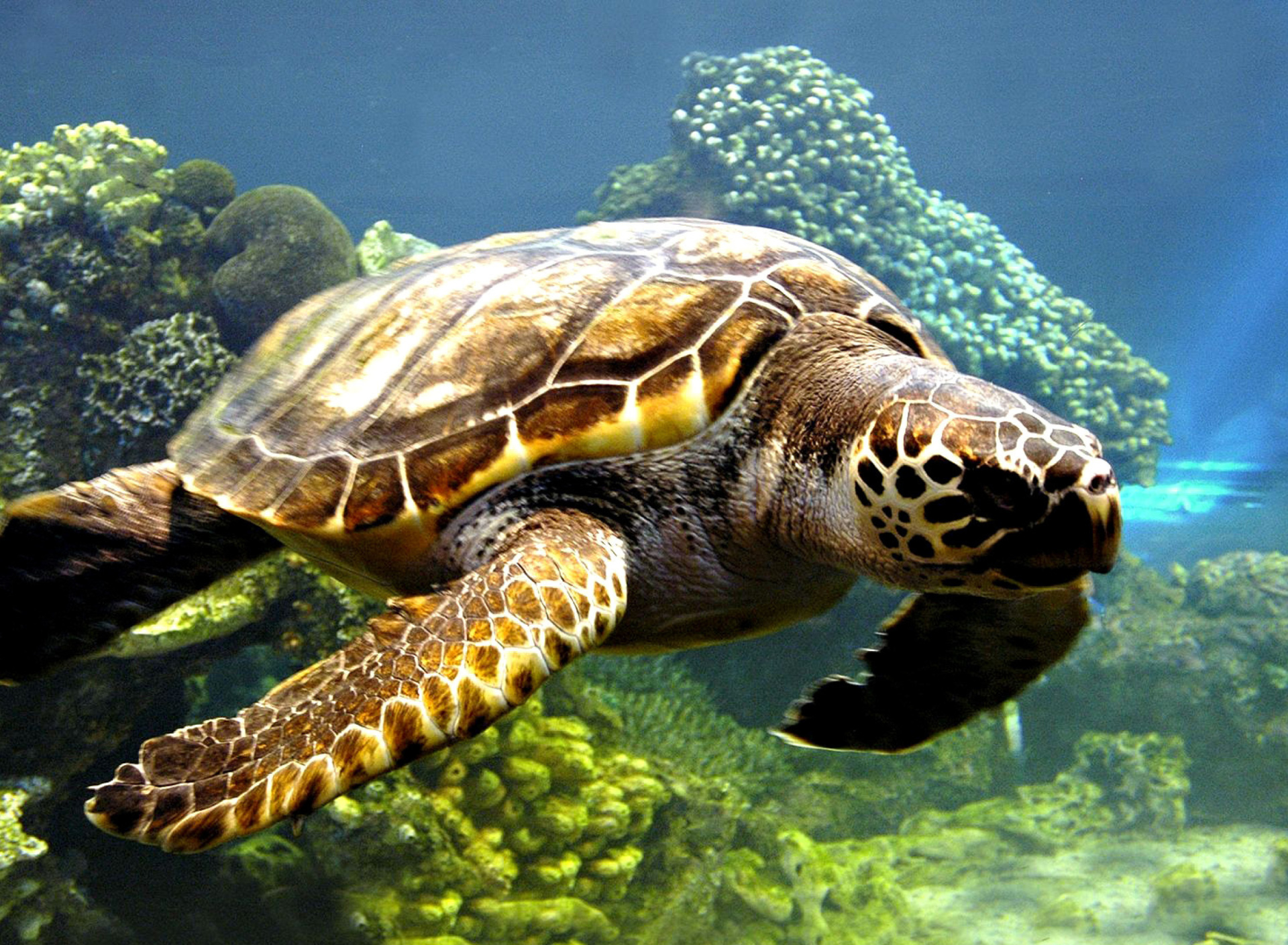 Das Turtle Snorkeling in Akumal, Mexico Wallpaper 1920x1408