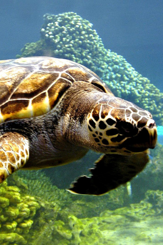 Sfondi Turtle Snorkeling in Akumal, Mexico 320x480