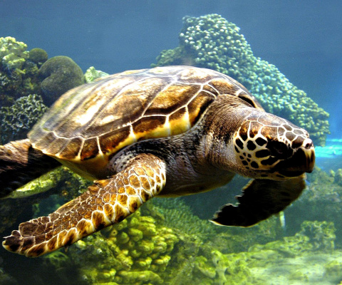 Das Turtle Snorkeling in Akumal, Mexico Wallpaper 480x400