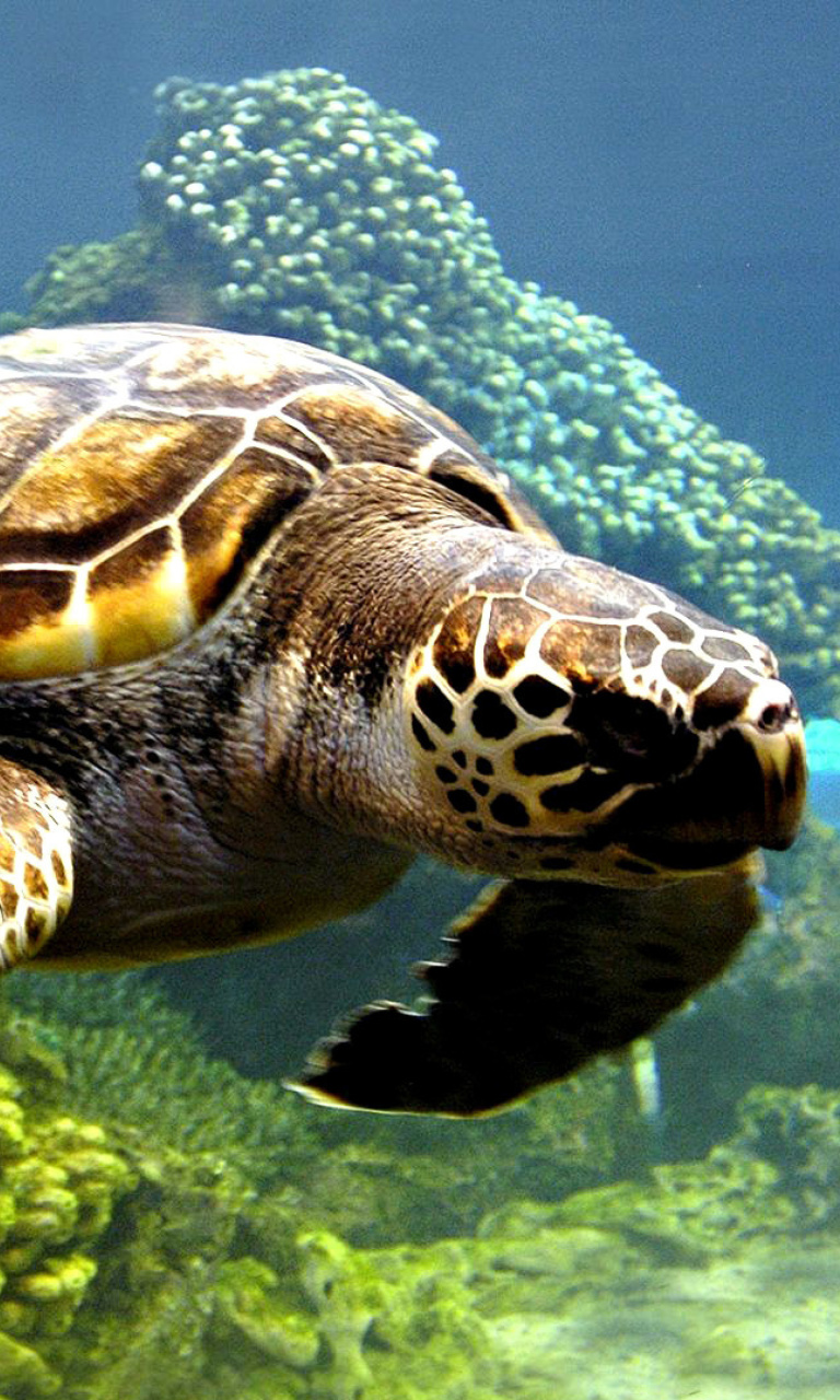 Обои Turtle Snorkeling in Akumal, Mexico 768x1280