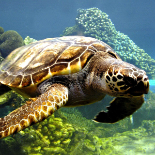 Turtle Snorkeling in Akumal, Mexico - Obrázkek zdarma pro iPad mini 2