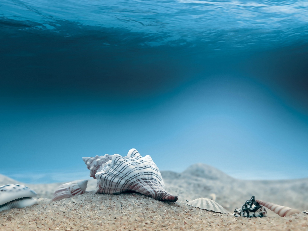 Das Underwater Sea Shells Wallpaper 1024x768