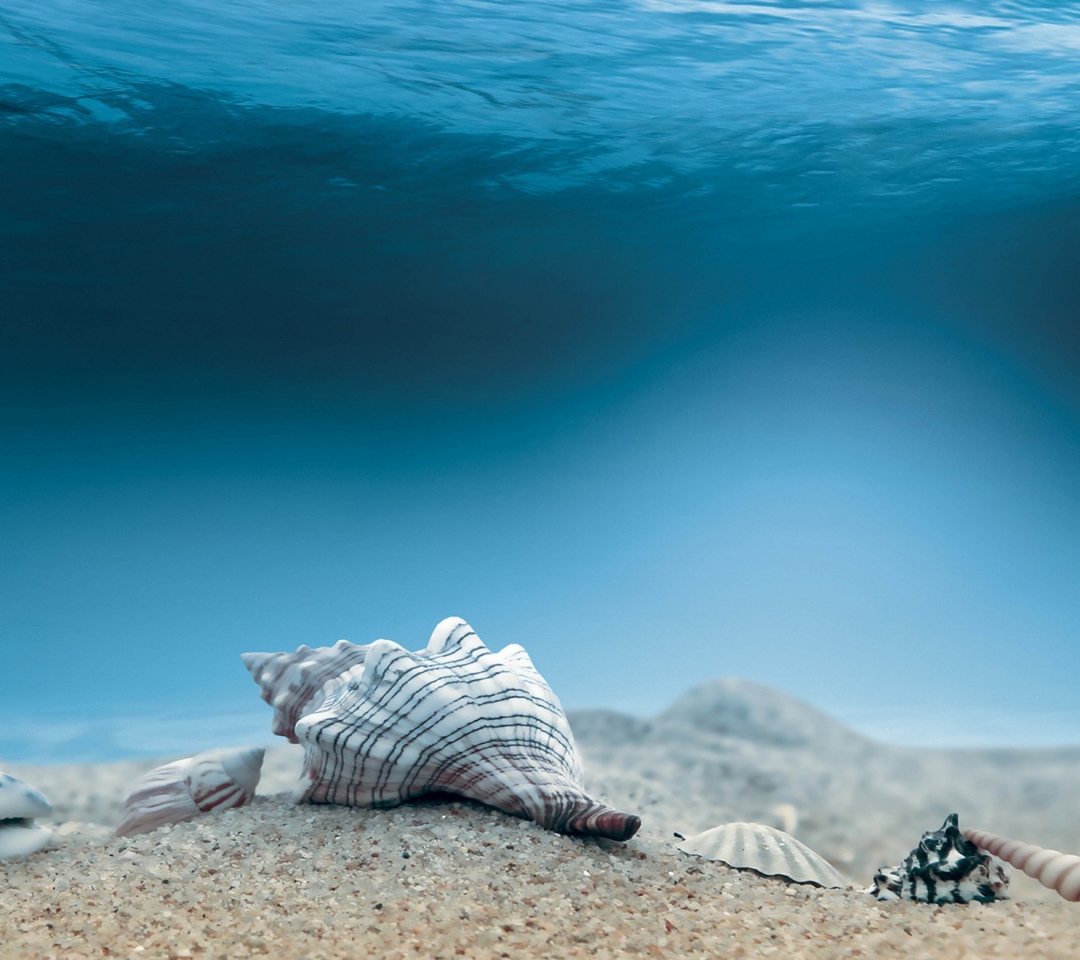 Das Underwater Sea Shells Wallpaper 1080x960
