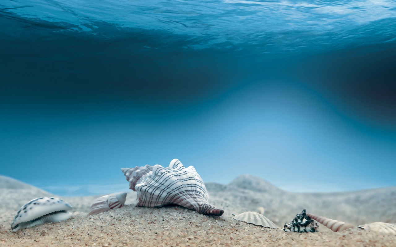 Das Underwater Sea Shells Wallpaper 1280x800