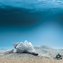 Das Underwater Sea Shells Wallpaper 128x128