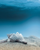 Underwater Sea Shells wallpaper 128x160