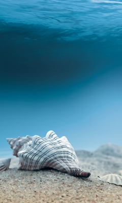 Das Underwater Sea Shells Wallpaper 240x400