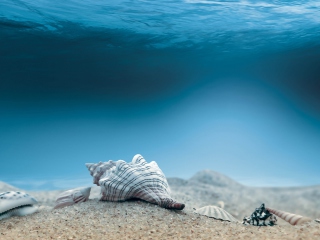 Sfondi Underwater Sea Shells 320x240