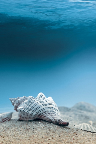 Underwater Sea Shells screenshot #1 320x480