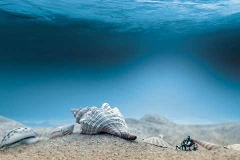 Das Underwater Sea Shells Wallpaper 480x320