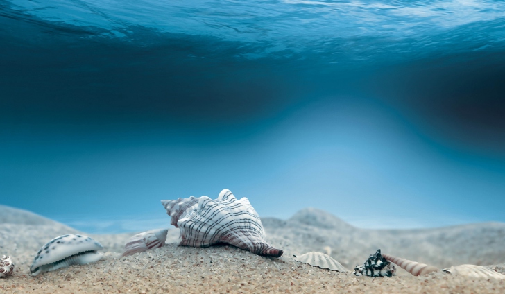 Das Underwater Sea Shells Wallpaper