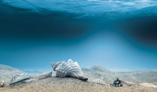 Underwater Sea Shells Wallpaper for Android, iPhone and iPad